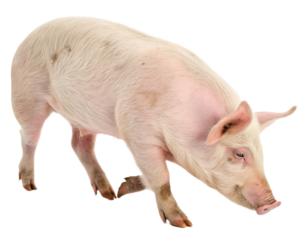 A light pink pig standing on a black background with its head lowered in a curious posture looking down