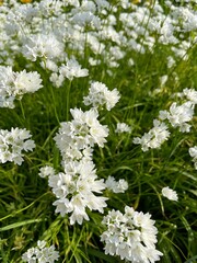 Blooming Allium zebdanense Boiss and Noe with white bell-shaped flowers in a spring garden. Early blooming. Nature background