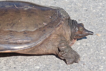 Soft shell turtle (Amyda cartilaginea) in Florida wild, closeup