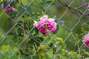 A vibrant pink rose blooms through a chain-link fence, contrasting delicate petals with rigid...