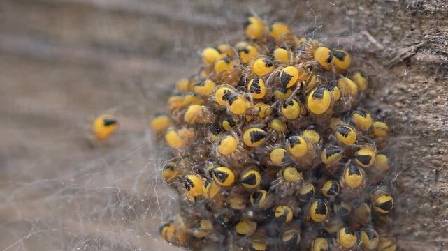 A ball of baby spiders, these spiders are the produce of the Araneus diadematus species, which lays anywhere from 300 to 800 eggs each autumn and hatch in the Spring