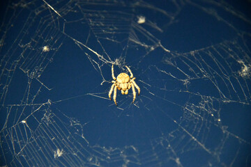 Brown house spider windowsill
