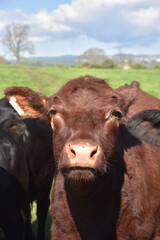 Sweet Brown Cow Standing in a Grass Field
