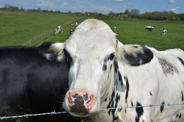 Looking into the Sweet Face of a Cow