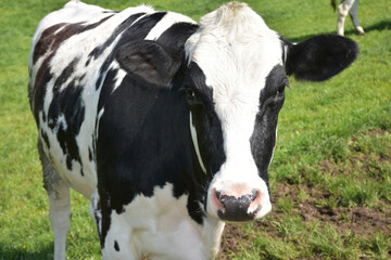 Looking into the Face of a White and Black Mottled Cow