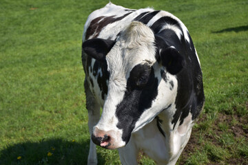 Black and White Heifer Cow in a Field