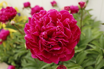 Obraz premium Pink Peony Flower