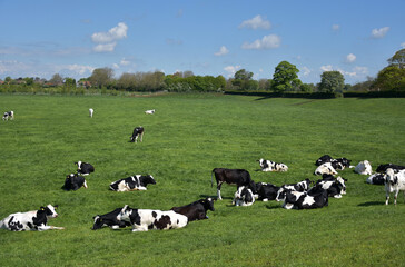Grazing Herd of Black and White Cows