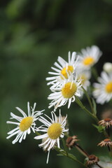 Erigeron annuus Showing Seasonal Transition Signs in Serra do Mar Highlands