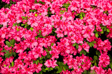 Vibrant display of blooming pink azaleas in a lush garden during springtime
