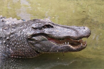 Alligator in Florida farm, closeup