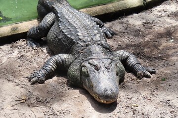 Alligator in Florida farm, closeup