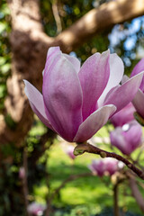 Obraz premium Elegant Magnolia Blossom Close up