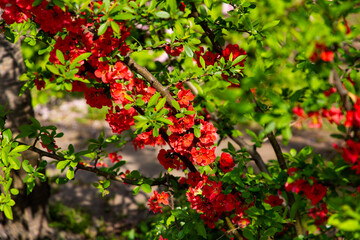 Obraz premium Blossoming red flowers Chaenomeles japonica