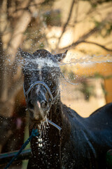 A close-up vertical photo of the horse washing process. The topic of animal husbandry, animal care and veterinary medicine