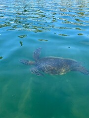 Obraz premium green sea turtle