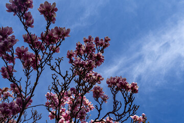 Magnolia Blossoms Against a Blue Sky