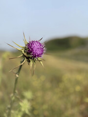 California Coast Milk Thistle