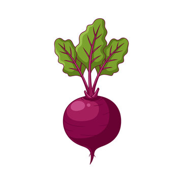 151 beetrot