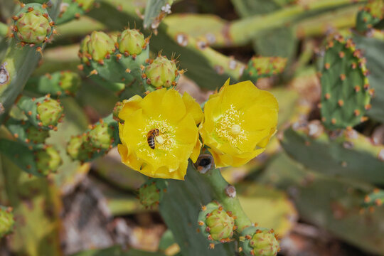 Blooming cactus opuntia prickly pear with a bee collecting nectar inside a yellow flower - Powered by Adobe