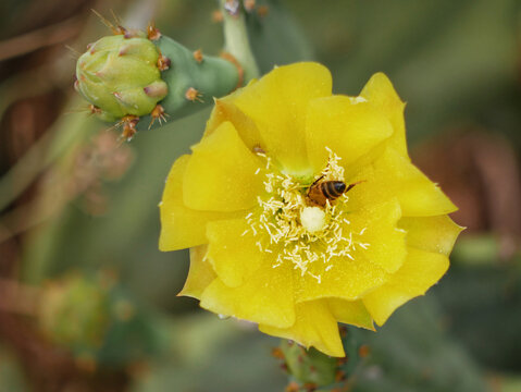 Blooming cactus opuntia prickly pear with a bee collecting nectar inside a yellow flower