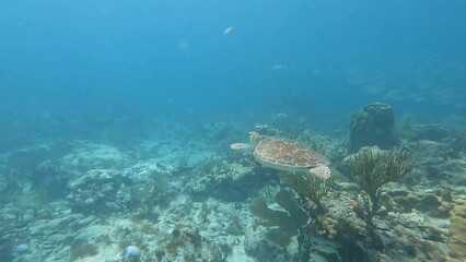 turtle swimming in coral reef