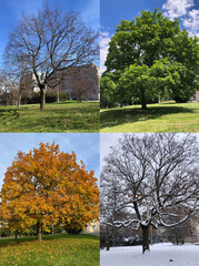 A large maple tree going though the four seasons