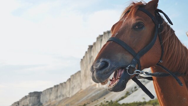 Brown horse neighing near White Rock in Belogorsk, Crimea