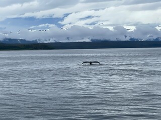 Obraz premium whale tail in Alaska on cloudy day