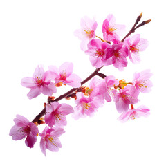A delicate cherry blossom branch gracefully displays its beautiful pink flowers