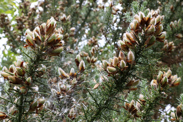 Gorse seed pods, common plant UK and Ireland, brown and green, prickly shrub