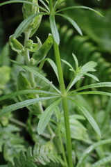 Obraz premium Sticky Johnny weed, Gallium Aparine, Cleavers, Goosegrass, sticky willie, green common wildflower