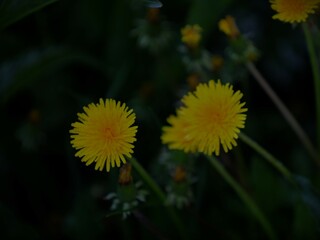 Giant Dandelion Flowers in the Dusk in Pagosa Springs, Colorado