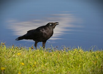 A Large Raven in a Park in Pagosa Springs, Colorado