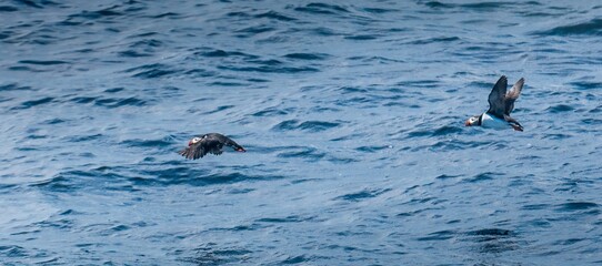 Two Atlantic puffins flying over the ocean