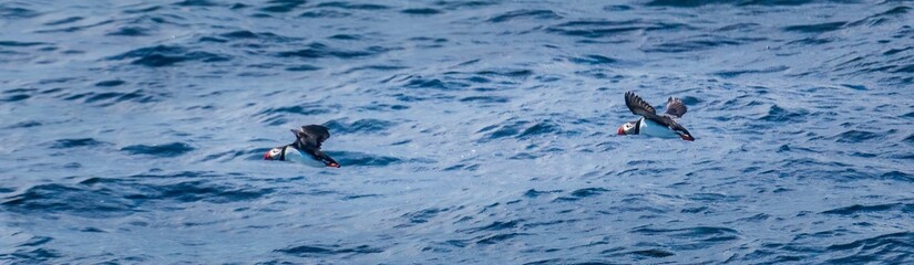 Two Atlantic puffins in flight