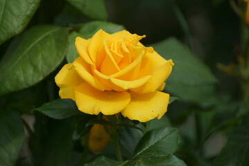 yellow rose on the street 