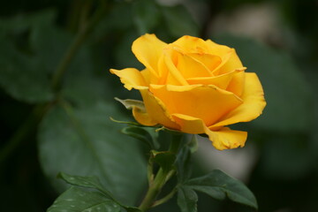 yellow rose on green background