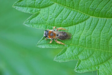 one brown bee sits on a green leaf of a nettle plant in summer nature