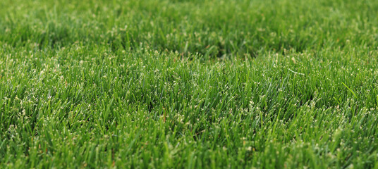 Green grass on the lawn, background. Mown lawn in the park or in the country. Summer background. Mown green lawn. Natural background. Grass with selective focus