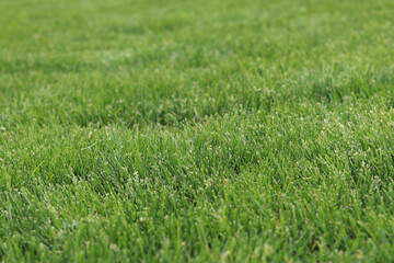 Green grass on the lawn, background. Mown lawn in the park or in the country. Summer background. Mown green lawn. Natural background. Grass with selective focus