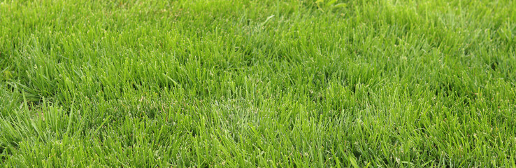 Green grass on the lawn, background. Mown lawn in the park or in the country. Summer background. Mown green lawn. Natural background. Grass with selective focus