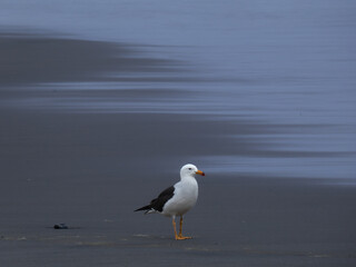 A seagull on the beach