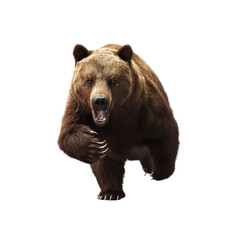 Fototapeta premium A powerful grizzly bear charging forward with its mouth open and claws extended, conveying a sense of both ferocity and raw power.