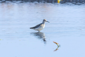 レンコン畑で餌を探すタカブシギ タカブシギ