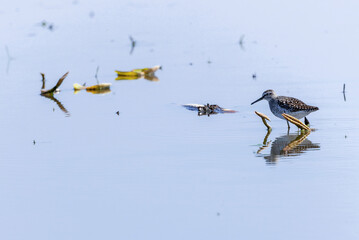 レンコン畑で餌を探すタカブシギ タカブシギ