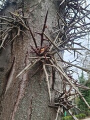 Close-up of a Gleditsia triacanthos tree trunk showing sharp thorns and textured bark. The thorns are long and protruding, creating a striking appearance.
