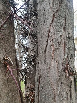 Close-up of Gleditsia triacanthos tree bark with prominent thorns. The texture of the bark is rough and grayish-brown, showcasing the tree's unique features.