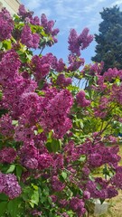Obraz premium Vibrant lilac flowers bloom against a clear blue sky. The lush green leaves complement the rich purple hues of the blossoms, creating a lively spring scene.