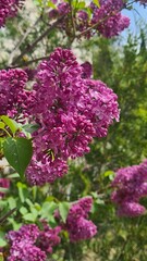 Close-up of vibrant purple lilac flowers in full bloom against a blurred green background. The scene captures the beauty of springtime flora.